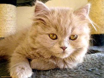 Beige kitten tired, sweet, animal, kitten, cat, feline HD wallpaper