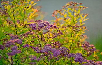 Plants, Flowers HD wallpaper