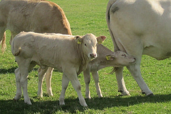 Young ones, calf, white, cows, animals, nature, grass HD wallpaper