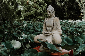 A tranquil Buddha statue surrounded by lush green lotus leaves in a garden, symbolizing peace and serenity. HD wallpaper