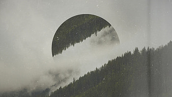 Forest, circle, tree and moon, hop, digital art HD wallpaper