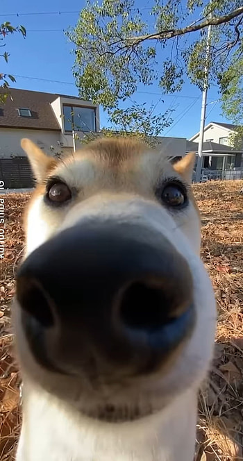 Cute dog, nose, nature, animal, animals HD phone wallpaper
