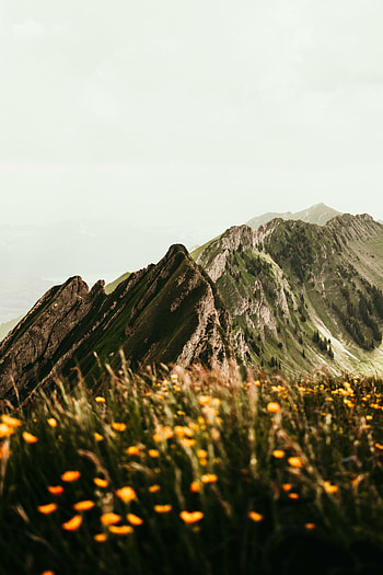 Mountains blossom, high peaks, nature HD phone wallpaper