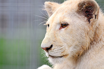 Animals, Muzzle, Lion, Predator, Sight, Opinion, Watch, To Watch, Look HD wallpaper