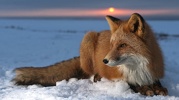 Animals, Fox HD wallpaper