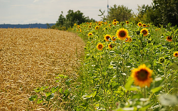 Landscape, Fields HD wallpaper