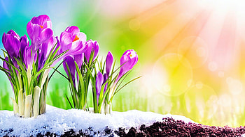 Pretty Crocuses In The Snow, cold, winter, petals, blossoms HD wallpaper