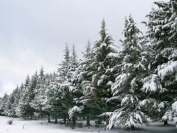 Winter, Nature, Trees, Snow, Ate, Row HD wallpaper