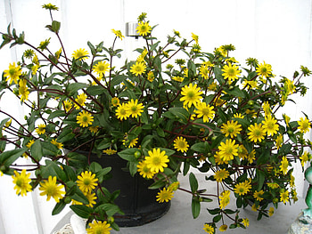 Yellow flowers, summer, table, yellow, flowers, pot HD wallpaper