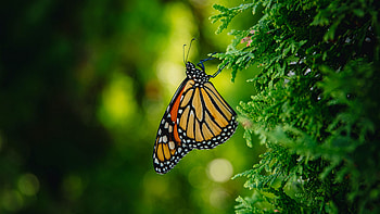 Brown Black Dots Line Design Butterfly On Green Leaves In Blur Bokeh Background Butterfly HD wallpaper