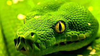 Morelia viridis, Snakes HD wallpaper
