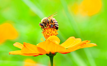 Bee, animal, flower, insect HD wallpaper