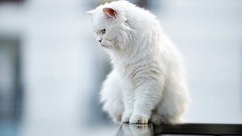 Animal Cat Looking Down HD wallpaper