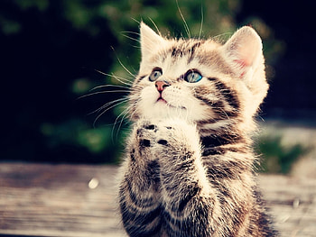 Animals, Cats HD wallpaper