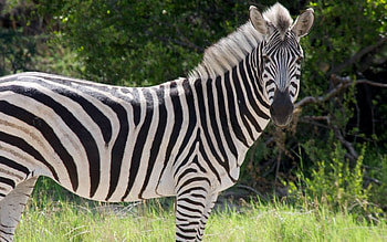 Zebra, stripes, animal, National Park, Africa HD wallpaper