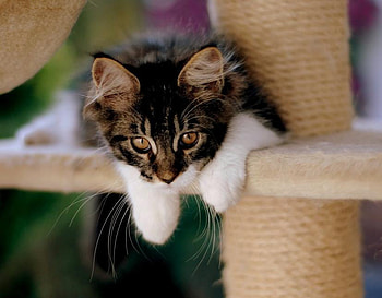 kitten, sweet, kitty, little HD wallpaper
