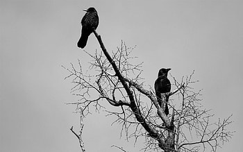Crow , Bird , Black crow HD wallpaper