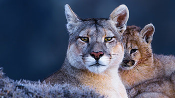 Enigmatic cougar, Mysterious aura, Symbol of strength, Nature's enigma HD wallpaper