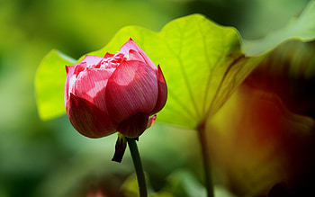 Plants, Flowers HD wallpaper