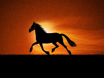 Animals, Horses HD wallpaper