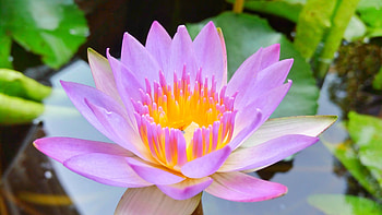 Bloom, pink, water lily, close up HD wallpaper