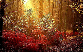 wonderful autumn, autumn, leaf, forest, tree HD wallpaper