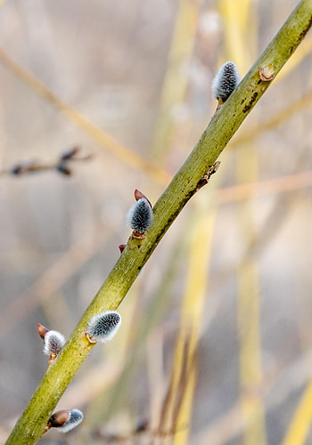 Macro, Branch, Spring, Verba, Pussy Willow HD phone wallpaper