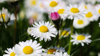 flower, macro HD wallpaper