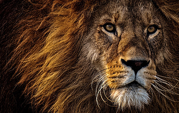 Lion, animal, leu, big, pisici, face, cat HD wallpaper