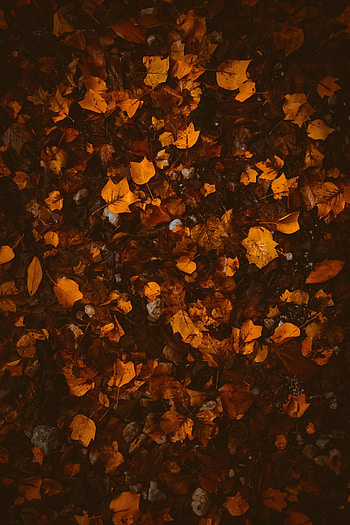 Nature, Autumn, Leaves, Brown, Foliage, Fallen HD phone wallpaper