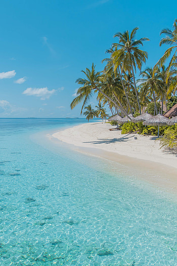 Nature, Water, Beach, Sand, Palms HD phone wallpaper