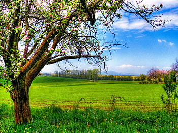 The apple tree, apple, spring, green, tree HD wallpaper