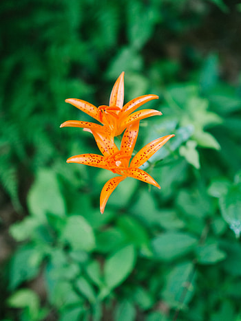 Flowers, Flower, Plant, Bloom, Flowering, Lily HD phone wallpaper