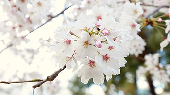 Cherry Tree, Flowering cherry tree, stock video, Nature HD wallpaper