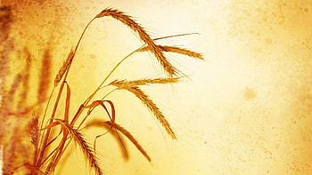 Plants, Wheat HD wallpaper