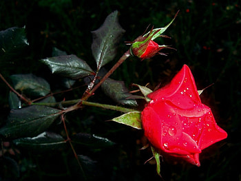 Red rose, flowers, roses HD wallpaper