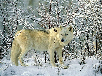 Winter Time Beauty, animals, snow, dogs, trees, wolf HD wallpaper