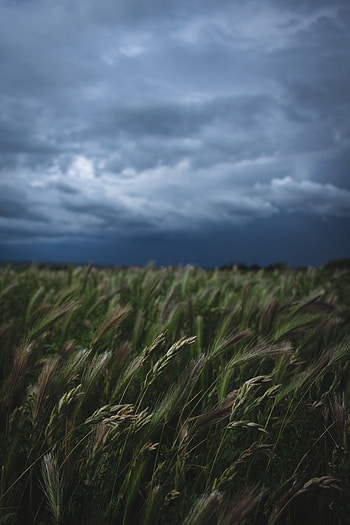 Nature, Grass, Cones, Vegetation, Field, Spikelets HD phone wallpaper