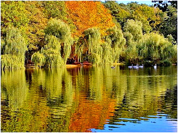 Fall reflections, green, branches, trees, cascades, autumn, orange, lake, reflections HD wallpaper