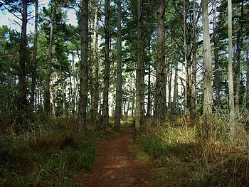 Forest, trees, leaves, path HD wallpaper