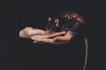 Dark, Pet, Hands, Rat HD wallpaper