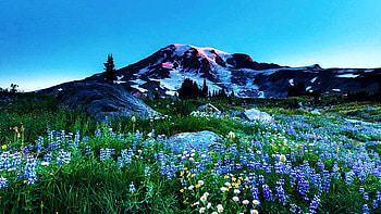Mt. Rainier lit by the fist glow of the rising sun, blossoms, washington, sky, flowers, lake, usa, mountain HD wallpaper