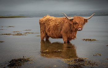 Highland Cow, animal, cow, nature, water HD wallpaper