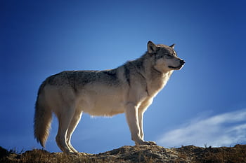 Gray wolf standing on a hill against a clear blue sky, showcasing its majestic presence. HD wallpaper