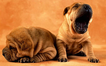 Cute Dogs, dogs, puppies, pet, animals HD wallpaper