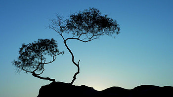 chinese-tree, blue, sky, chinese, nature, rock, tree HD wallpaper