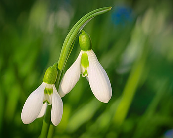 Close up, bloom, white snowdrop, flowers HD wallpaper