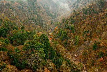 Nature, Trees, Mountain, Forest, Slope HD wallpaper