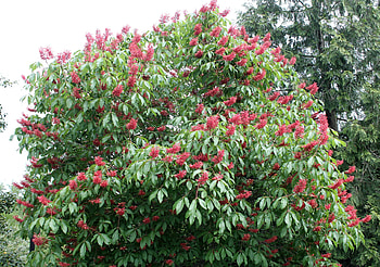 Buckeye Tree, Native beauty, Unrecognized treasure, Remarkable plant HD wallpaper