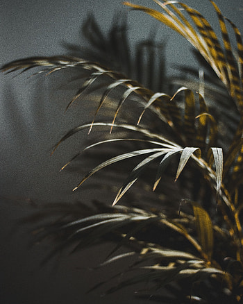 Macro, Blur, Smooth, Palm, Branch HD phone wallpaper